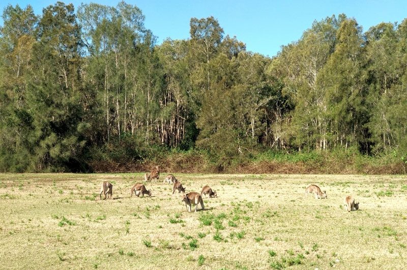 grupo de canguros en un bosque localizado en Coolambah